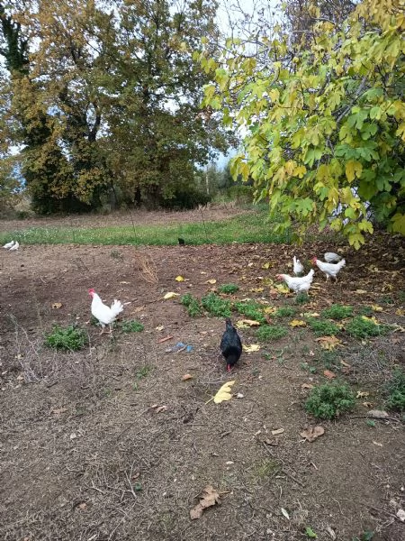 Uova fresche biologiche