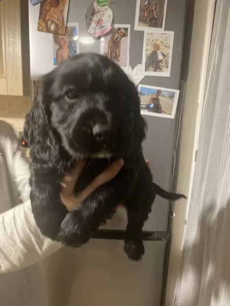 cocker spaniel inglese maschio  | Foto 2
