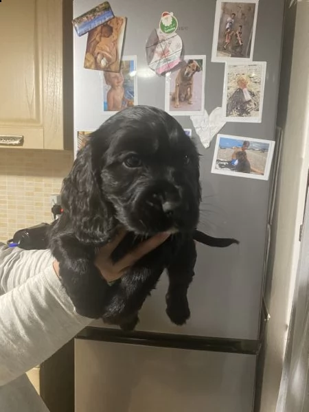 cocker spaniel inglese maschio  | Foto 1