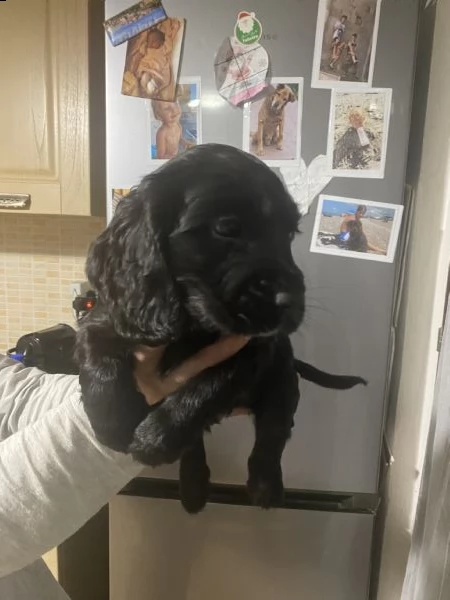 cocker spaniel inglese maschio 