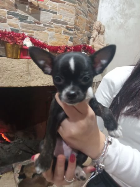 chihuahua maschio di 60 giorni disponibile 