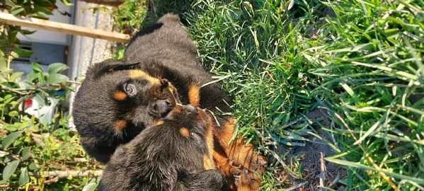 cuccioli di rottweiler | Foto 2
