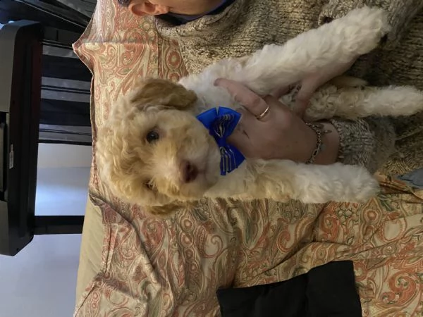 cuccioli lagotto 