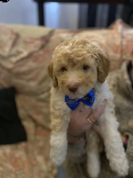 cuccioli lagotto  | Foto 3