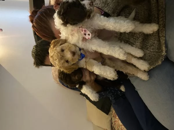 cuccioli lagotto  | Foto 2