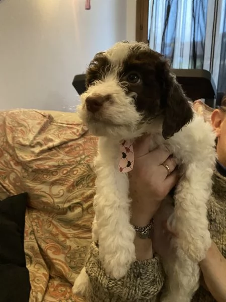 cuccioli lagotto  | Foto 1