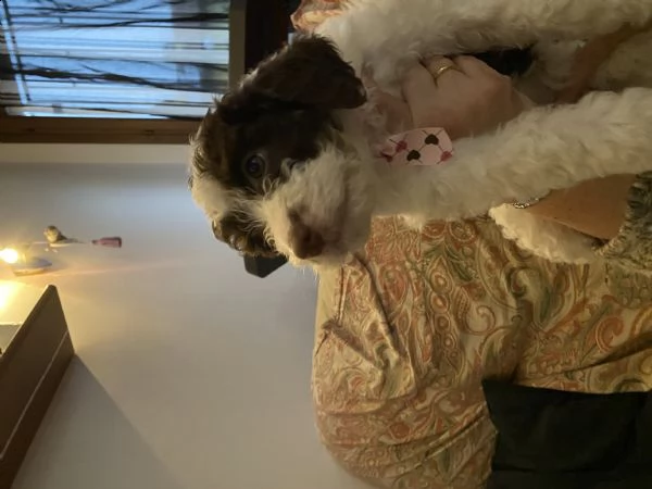 cuccioli lagotto  | Foto 0