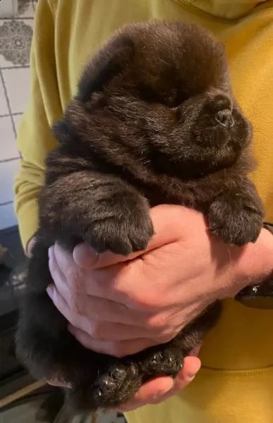 disponibili subito cuccioli di chow chow | Foto 0