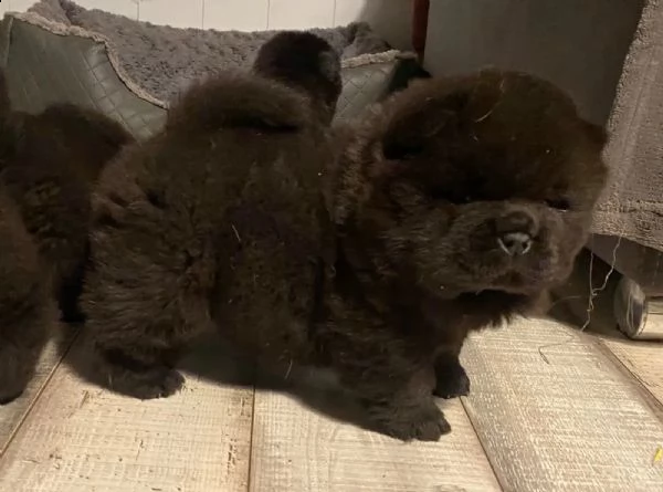 disponibili subito cuccioli di chow chow