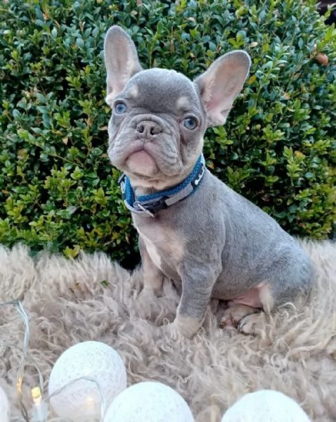 pronto per la consegna!! cuccioli di bulldog francese con pedigree lilac tan (portatrice isabella) | Foto 0