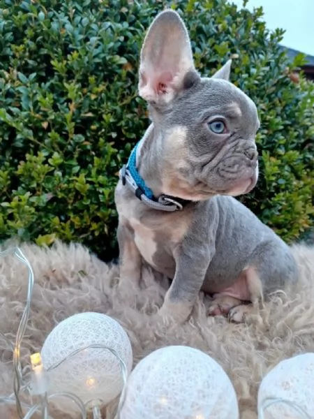 pronto per la consegna!! cuccioli di bulldog francese con pedigree lilac tan (portatrice isabella)
