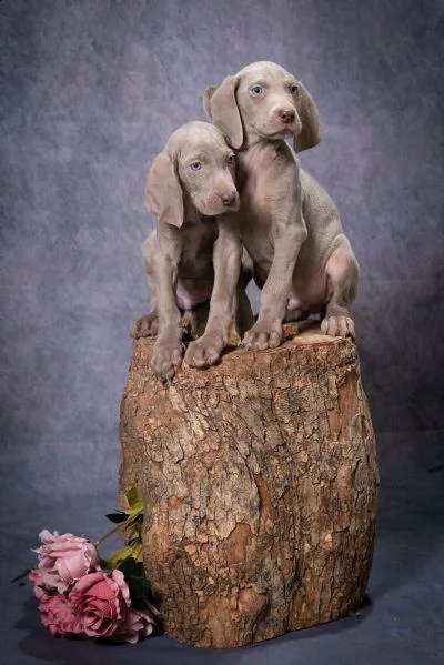 in vendita cuccioli di weimaraner a massa
