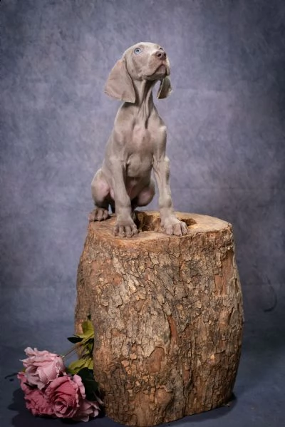 in vendita cuccioli di weimaraner a massa | Foto 5