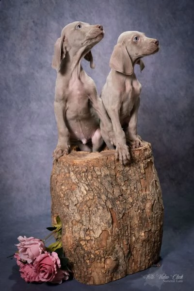 in vendita cuccioli di weimaraner a massa | Foto 3