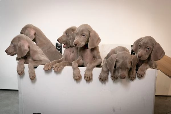 in vendita cuccioli di weimaraner a massa | Foto 2