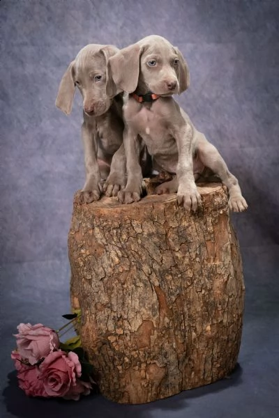 in vendita cuccioli di weimaraner a massa | Foto 0