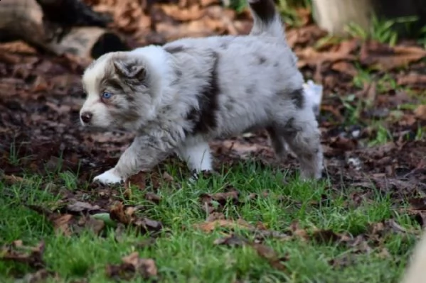 cuccioli di pastore australiano a colori personalizzati | Foto 1