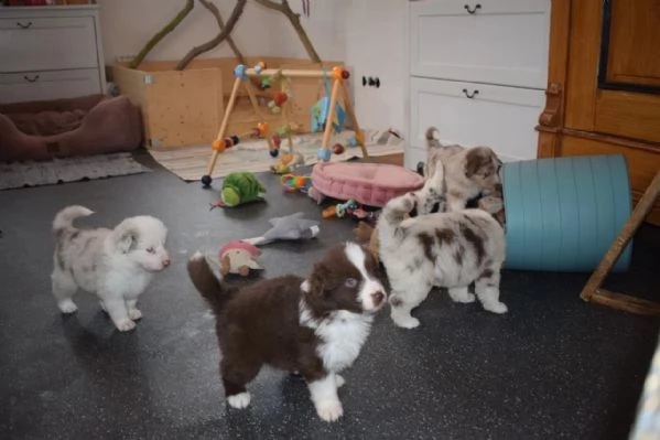 cuccioli di pastore australiano a colori personalizzati | Foto 0