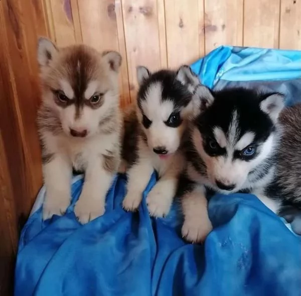 vendita cuccioli di siberian husky occhi azzurri