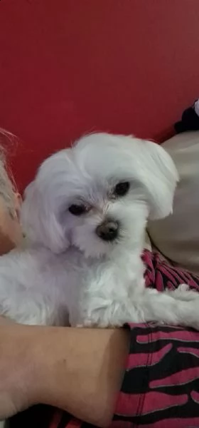 maltese maschio per accoppiamento | Foto 1