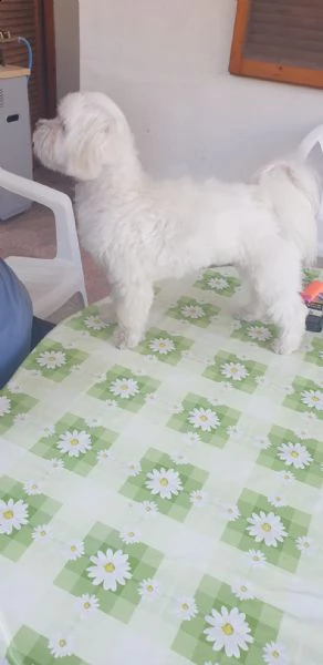 maltese maschio per accoppiamento | Foto 0