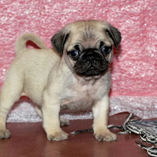 adorabile cucciolo di carlino maschio per ladozione | Foto 2
