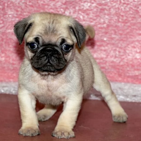 adorabile cucciolo di carlino maschio per ladozione | Foto 1