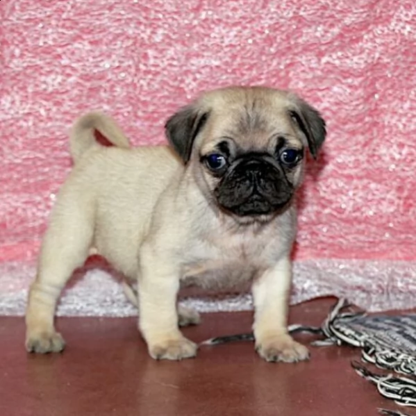 adorabile cucciolo di carlino maschio per ladozione | Foto 0