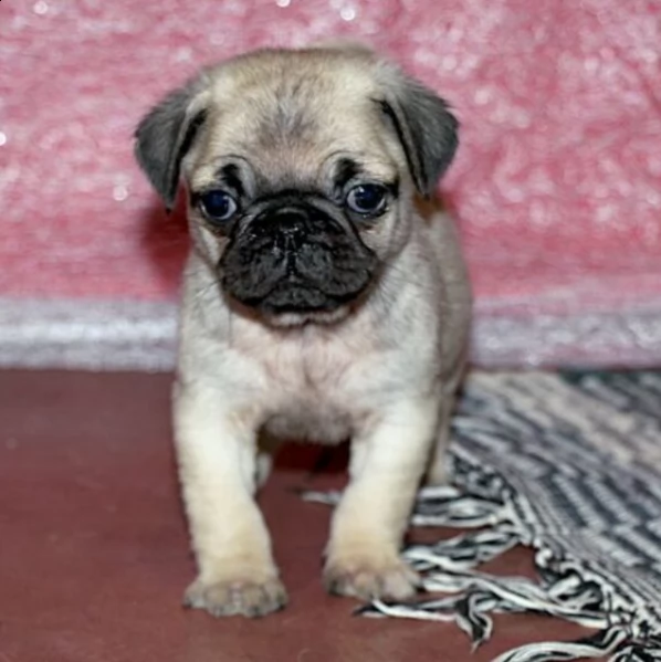 adorabile cucciolo di carlino maschio per ladozione