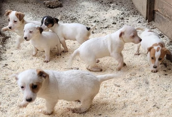 cuccioli jack russell pelo liscio | Foto 6