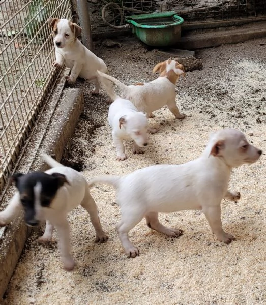 cuccioli jack russell pelo liscio | Foto 5