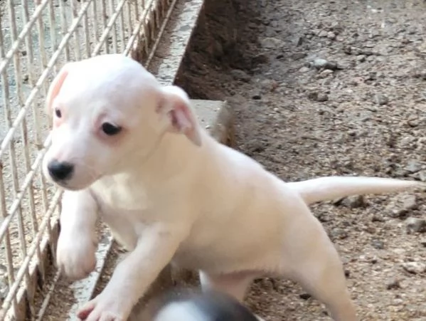 cuccioli jack russell pelo liscio | Foto 4
