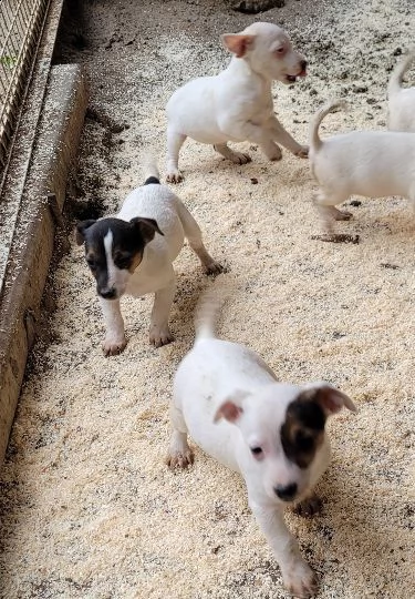 cuccioli jack russell pelo liscio | Foto 3