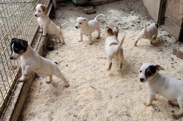 cuccioli jack russell pelo liscio | Foto 2