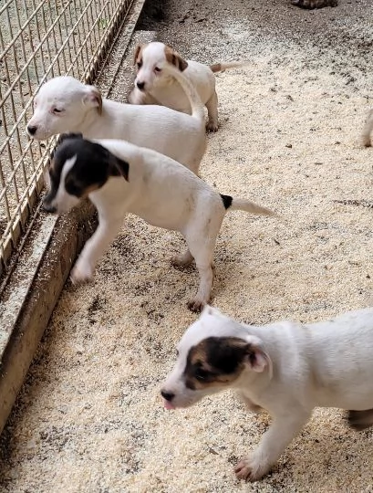cuccioli jack russell pelo liscio | Foto 1