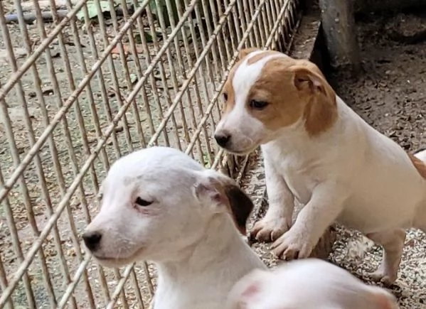 cuccioli jack russell pelo liscio