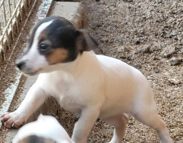 cuccioli jack russell pelo liscio | Foto 0