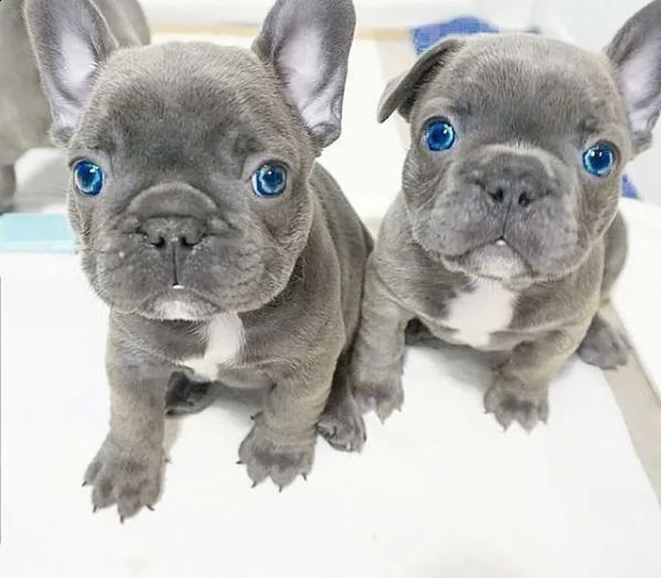 bulldog francese giovani maschi lilac merle e isabella tan