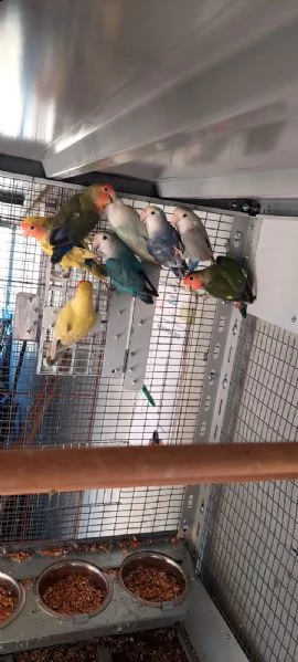 inseparabili  | Foto 3