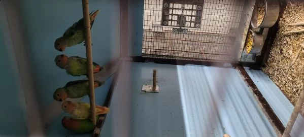 inseparabili 