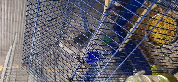 Inseparabile maschio  | Foto 1