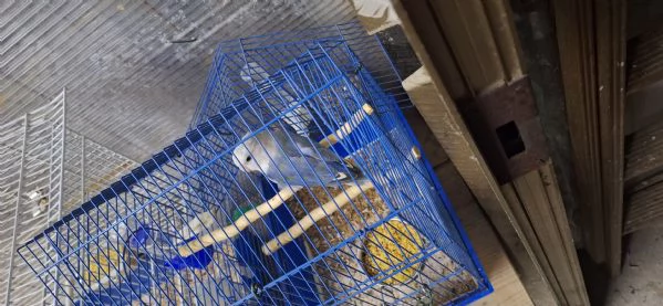 Inseparabile maschio  | Foto 0