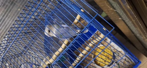 Inseparabile maschio 