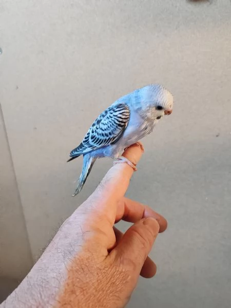 Cocorite allevate a mano  | Foto 1