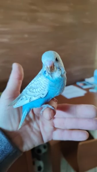 Cocorite allevate a mano  | Foto 0