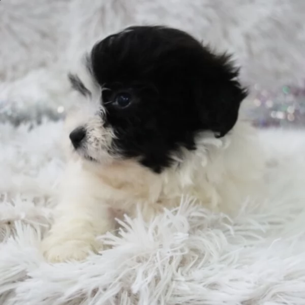 vendo affascinante cucciolo femmina di coton de tulear bianco e nero | Foto 2