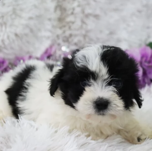 vendo affascinante cucciolo femmina di coton de tulear bianco e nero | Foto 1
