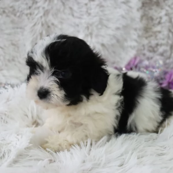 vendo affascinante cucciolo femmina di coton de tulear bianco e nero | Foto 0