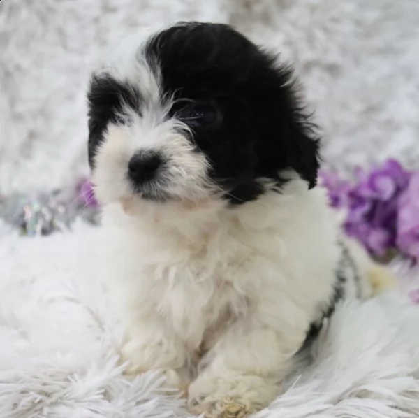 vendo affascinante cucciolo femmina di coton de tulear bianco e nero