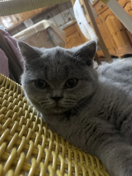 cucciola di scottish fold e british shortair | Foto 2